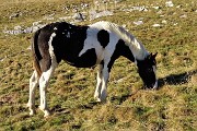 78 Cavallo al pascolo alla Baita Alta